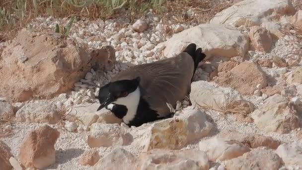 地面の石の間に孵化し 彼女の卵を暖める羽ばたき鳥 背景には 自然の鳥の野生動物の鳥類の鳥類の鳥類の卵を4Kで見ることができます — ストック動画