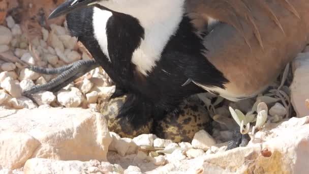 地面の石の間に孵化し 彼女の卵を暖める羽ばたき鳥 背景には 自然の鳥の野生動物の鳥類の鳥類の鳥類の卵を4Kで見ることができます — ストック動画