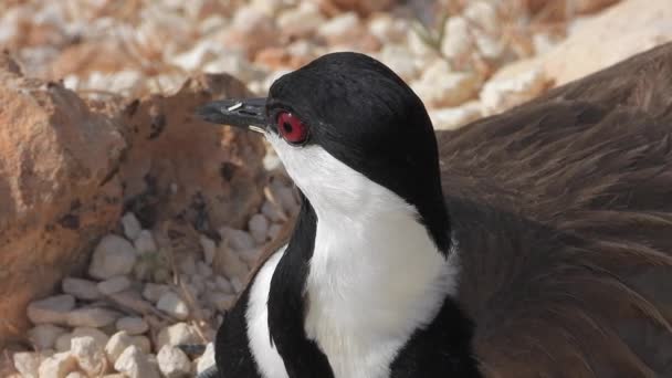 Красива Голова Птаха Крупним Планом Природа Червоних Очей Чорно Білий — стокове відео