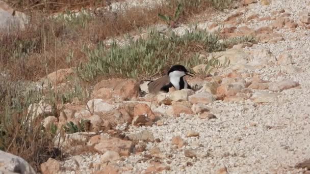 Lapwing Bird Sitting Hatching Stones Ground Warming Her Eggs Spur — Stock Video