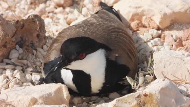 Oiseau Lapwing Assis Dans Une Éclosion Parmi Les Pierres Sur — Video