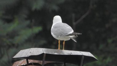 Martılar ya da halk arasında bilinen adıyla martılar Laridae familyasının Laridae alt bölgesindeki deniz kuşlarıdır. Gri, uzun, iri gagalı gagalı, perdeli, uzun gagalı, vahşi hayvan, kuş kanatlı kuşların kuşbilimi kanatlı, gaga tele zoom belgeseli doğa deniz kuşlarını görüntüler.