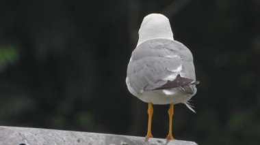 Martılar ya da halk arasında bilinen adıyla martılar Laridae familyasının Laridae alt bölgesindeki deniz kuşlarıdır. Gri, uzun, iri gagalı gagalı, perdeli, uzun gagalı, vahşi hayvan, kuş kanatlı kuşların kuşbilimi kanatlı, gaga tele zoom belgeseli doğa deniz kuşlarını görüntüler.