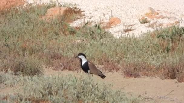 Lonely Lapwing Arid Land Nature Black White Brown Natural Film — Stock Video