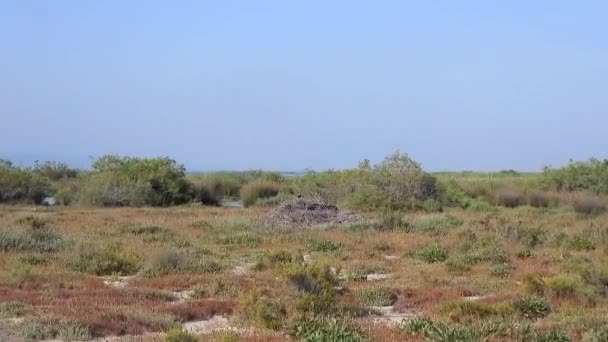 Een Kievit Struik Natuur Natuur Film Beeldmateriaal Vogels Dier Wild — Stockvideo