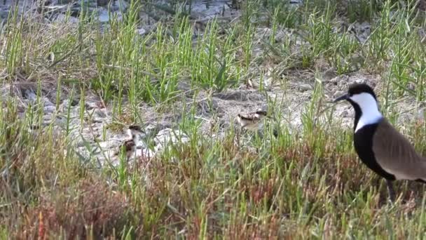 Parents Poussins Famille Des Oiseaux Mâle Femelle Nature Naturel Film — Video