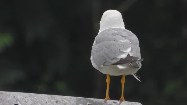 或俗称海鸥 是亚目百灵鸟科的海鸟 灰色白色粗壮的长喙 网状脚鸟 野生动物 野生鸟类 鸟类鸟类 — 图库视频影像