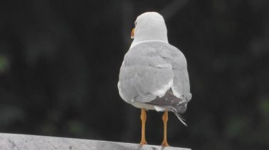 Martılar ya da halk arasında bilinen adıyla martılar Laridae familyasının Laridae alt bölgesindeki deniz kuşlarıdır. Gri, uzun, iri gagalı gagalı, perdeli, uzun gagalı, vahşi hayvan, kuş kanatlı kuşların kuşbilimi kanatlı, gaga tele zoom belgeseli doğa deniz kuşlarını görüntüler.