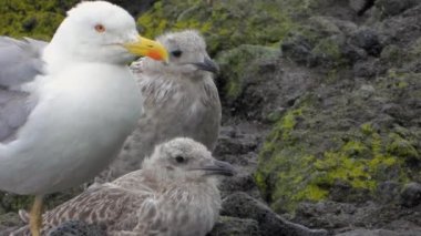 Anne martı ve yavru kuş yavruları. Martılar ya da halk dilinde martılar Lari alt bölgesindeki Laridae familyasının deniz kuşlarıdır. Gri, uzun, şişman gagalı gagalı, perdeli ayaklı vahşi hayvan kuş kanatlı kuşbilimi kanatlı gaga tele zoom belgeseli.