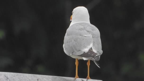 Gaivotas Coloquialmente Gaivotas São Aves Marinhas Família Laridae Subordem Lari — Vídeo de Stock