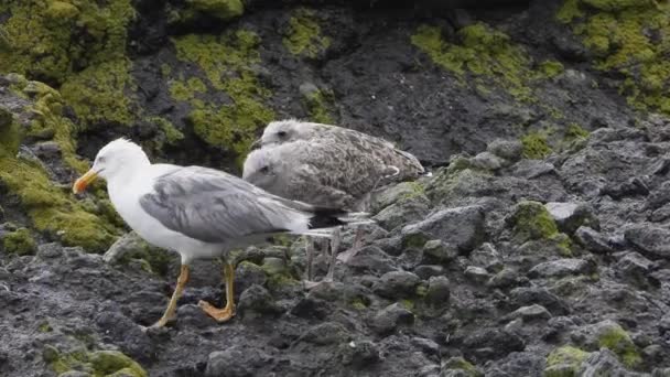 Matka Racek Mláďata Ptáčat Gullové Nebo Kolokviálně Racci Jsou Mořští — Stock video