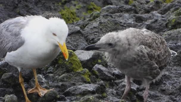 갈매기와 새끼들 입니다 갈매기 Gull Colloquially Seagulls 속하는 바닷새이다 스테인리스 — 비디오
