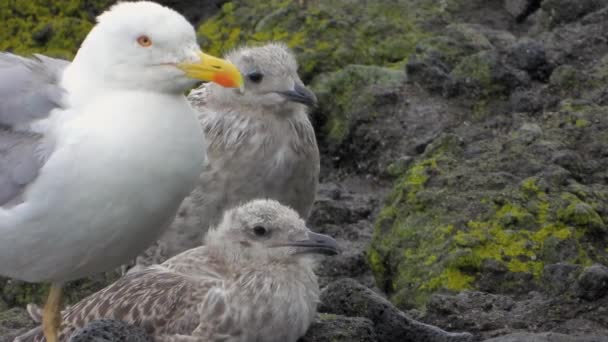 Matka Racek Mláďata Ptáčat Gullové Nebo Kolokviálně Racci Jsou Mořští — Stock video