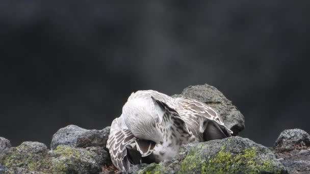 Las Gaviotas Coloquialmente Gaviotas Son Aves Marinas Familia Laridae Suborden — Vídeos de Stock