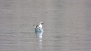 Siyah başlı martı martıları göl yüzeyinde yüzerler. Siyah başlı Gull. Kroicocephalus ridibundus. hayvan beyaz hayvanları vahşi yaşam geniş deniz sinematiksel tele zoom gölü sadece ıssız sulak göl gölü göl kıyısında nehir kıyısında nehir kıyısında küçük bir kuş. 