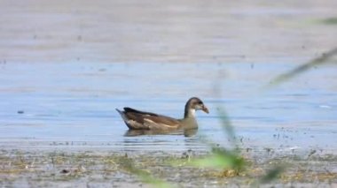 Moorhen Kuşu göl yüzeyinde yüzer. Gallinula kloropusu. Hayvan beyaz hayvanlar vahşi yaşam geniş deniz sinematik tele zoom gölü sadece lough sulak göl gölü gölü göl kıyısı kuş kıyı kıyısı nehir kıyısındaki dere deresi akıntılı su manzarası.