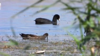 Moorhen Kuşu göl yüzeyinde yüzer. Gallinula kloropusu. Hayvan beyaz hayvanlar vahşi yaşam geniş deniz sinematik tele zoom gölü sadece lough sulak göl gölü gölü göl kıyısı kuş kıyı kıyısı nehir kıyısındaki dere deresi akıntılı su manzarası.