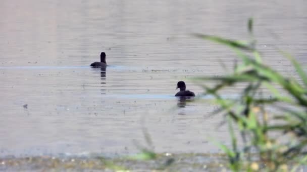 Patos Coot Eurasian Pretos Nadam Superfície Água Lago Pato Quack — Vídeo de Stock