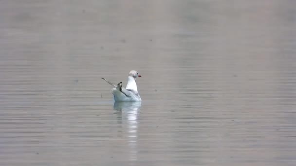 Gabbiano Dalla Testa Nera Gabbiano Nuotano Sulla Superficie Dell Acqua — Video Stock