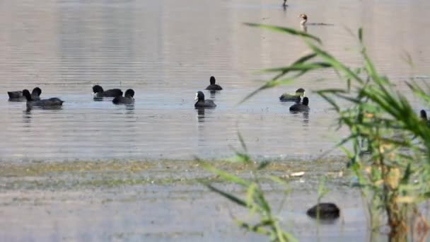 黒いユーラシアアヒルが湖の水面を泳いでいます アヒルのクイッククイック動物野生動物野生動物大規模な海の映画のようなテレズームだけで緑豊かな湿地池湖畔湖畔の湖畔沿岸川の水泳雰囲気鳥類学生息地4K — ストック動画