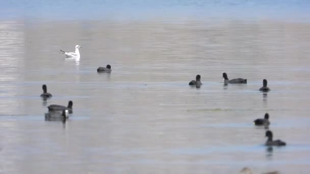 Anatre Nere Eurasiatiche Nuotano Sulla Superficie Dell Acqua Del Lago — Video Stock