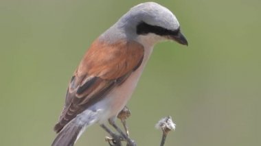 Kırmızı sırtlı Shrike Bird (Lanius collurio). Kuşlar vahşi yaban hayatı kuş kuşları kuşbilimi kanatlı gaga tele zoom belgesel filmi Warbler 'ın beyaz gırtlak ispinozu serin linnet tarla kuşu sinemanın doğal gerçek gerçek doğa manzarası. 