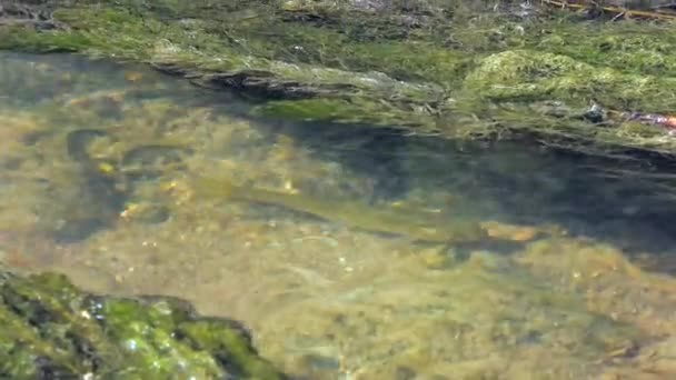 Ein Fisch Einem Langen Bemoosten Süßwasserbach Unterwasser Fluss Tier Bach — Stockvideo