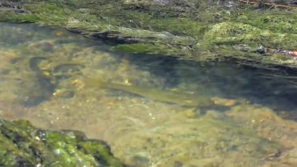 Pântano Com água E Areia Movediça Imagem de Stock - Imagem de lago