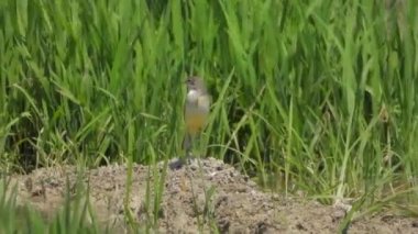 Küçük kahverengi kuş çayırda tek başına. Reed bülbülü bülbülü bülbülü sıçankuşu. Vahşi yaşam kuşları kuş kuşları kuşbilimi. Kanatlı gagalı tele zoom çayır otlakları çayır bozkırları.