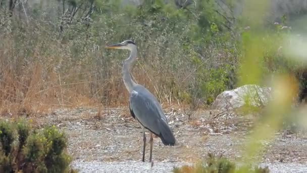 Standing Gray Heron Ardea Cinerea Long Legged Predatory Wading Bird — Stock Video