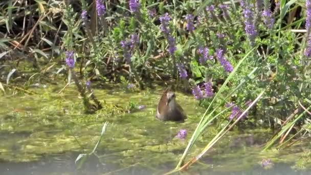 Звичайна Маврганська Пташка Плаває Поверхні Води Озера Gallinula Chloropus Тварини — стокове відео