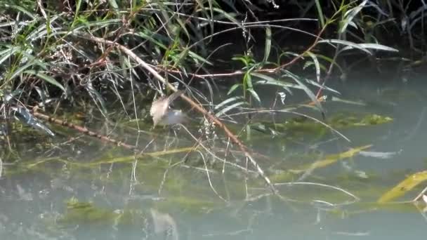 Little Brown Bird Alone Reeds Wetland Lake Waters Reed Warbler — Stock video