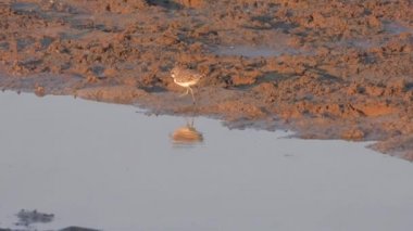 Su kenarında yiyecek arayan yüzgeçli karabatak kuşu. Biraz daha büyük kum şaradrius dubius hiaticula leschenaultii kuşlar vahşi yaşam kuşları kuş kanatlı gaga tele zoom belgeseli 4K