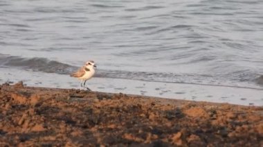 Su kenarında yiyecek arayan yüzgeçli karabatak kuşu. Biraz daha büyük kum şaradrius dubius hiaticula leschenaultii kuşlar vahşi yaşam kuşları kuş kanatlı gaga tele zoom belgeseli 4K