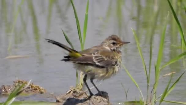 Liten Brun Fågel Ensam Vattenbrynet Reed Ankare Vanliga Näktergal Chiffchaff — Stockvideo