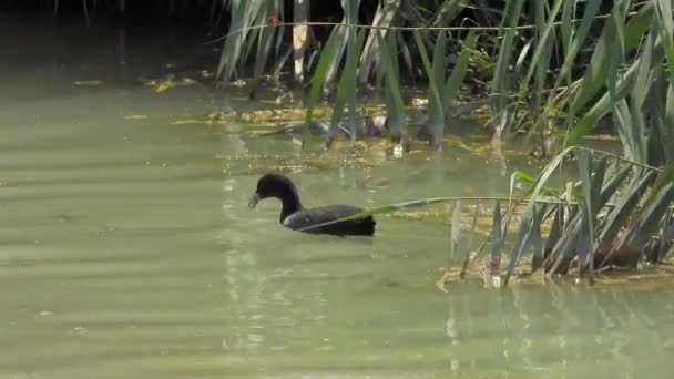 黒いユーラシアアヒルが湖の水面を泳いでいます アヒルのクイッククイック動物野生動物野生動物大規模な海の映画のようなテレズームだけで緑豊かな湿地池湖畔湖畔の湖畔沿岸川の水泳雰囲気鳥類学生息地4K — ストック動画