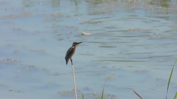 Kingfisher Pájaro Solo Las Cañas Por Las Aguas Del Lago — Vídeo de stock