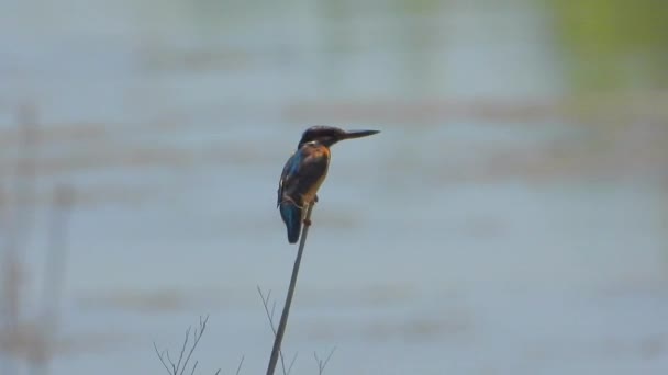 湿地湖の水で葦の中に一人でカワセミの鳥 リード アルセドこの鳥動物野生生物鳥類翼のある翼のくちばしテレズームドキュメンタリーだけで緑豊かな湿地池湖畔の湖畔の水辺の映画的背景 — ストック動画