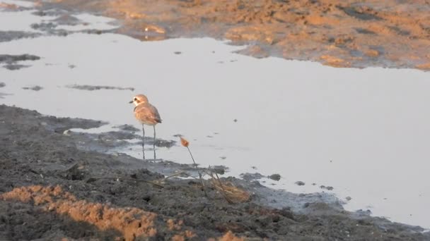 Pássaro Plover Anelado Procura Comida Água Pouco Maior Areia Charadrius — Vídeo de Stock