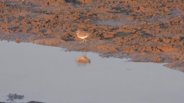 Pássaro Plover Anelado Procura Comida Água Pouco Maior Areia Charadrius — Vídeo de Stock