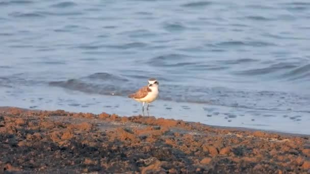 Regenpfeifervogel Auf Nahrungssuche Wasser Etwas Größere Sandscharadrius Dubius Hiaticula Leschenaultii — Stockvideo