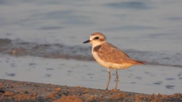 Regenpfeifervogel Auf Nahrungssuche Wasser Etwas Größere Sandscharadrius Dubius Hiaticula Leschenaultii — Stockvideo