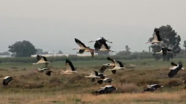 Flock White Stork Vast Plain Ciconia Ciconia Storks Birds Animal — Stock Video