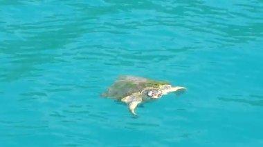 Açık deniz yüzeyinde yüzen, nefes alan ve dalan Loggerhead deniz kaplumbağası. Caretta karetta karetta okyanus vahşi deniz sürüngeni Cheloniiidae Atlantik Okyanusu Hint Okyanusu 'nda su altı yeşil yosunsu yosunları 4K
