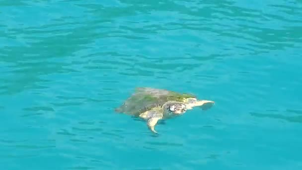 Tartaruga Marinha Cabeça Pau Nadando Respirando Mergulhando Superfície Mar Claro — Vídeo de Stock