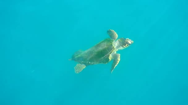 Θαλάσσια Χελώνα Loggerhead Που Κολυμπά Αναπνέει Και Καταδύεται Στην Επιφάνεια — Αρχείο Βίντεο