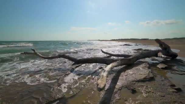 Tronco Albero Essiccato Sulla Spiaggia Costa Costiera Costa Costa Secco — Video Stock