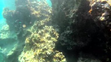 Mikroskobik hayvanlar, planktonlar ve doğal ekosistemdeki küçük balıklarla dolu gerçek bir denizin altında. Bakteriler, arkealar, algler, protozoalar ve sürüklenen ya da yüzen hayvanlar dahil. Yosun yosunlu mercan resifi yeşil deniz yosunlu yeşil deniz yosunlu yeşil deniz 4K