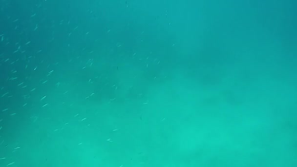 在水下的海里 一群又小又瘦又长又拥挤的鱼群 凤尾鱼捕食鱼饵马鲭鱼常见的骗局沙丁鱼海螺嗅到动物野生生物捕鱼海洋蓝群成群的鱼 — 图库视频影像