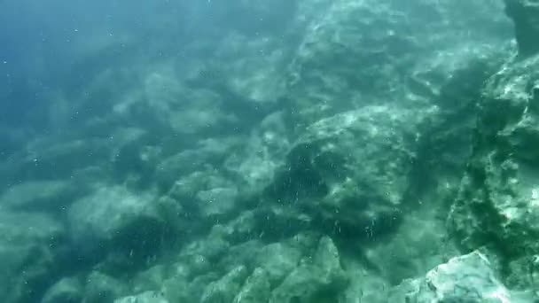 Pod Vodou Reálného Moře Mikroskopickými Zvířaty Planktony Malými Rybami Přírodním — Stock video